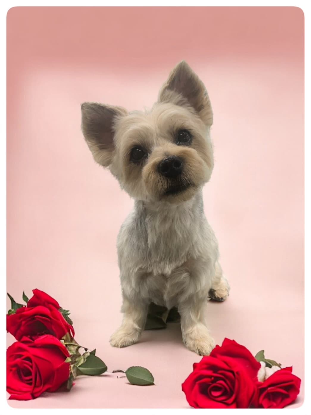 Paigow Rabel, our beloved companion who inspired our company name